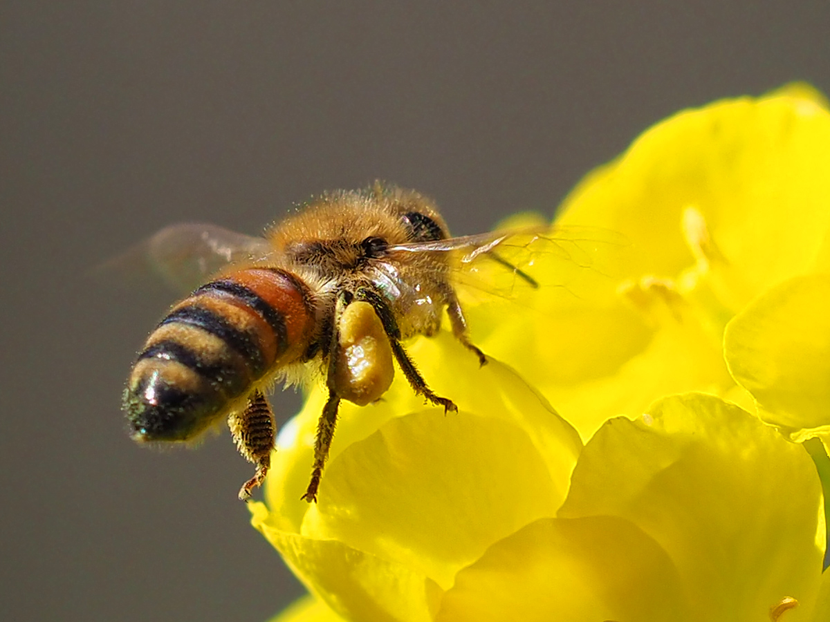 ミツバチと花粉団子 マッシーの四季折々