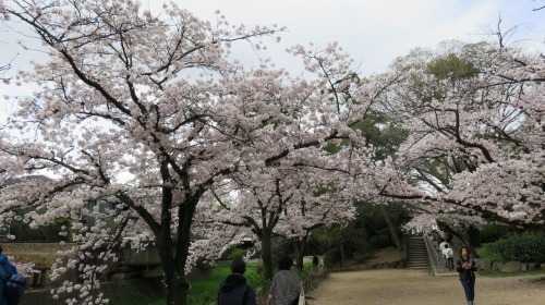 春を待つ桜_e0340485_14564219.jpg