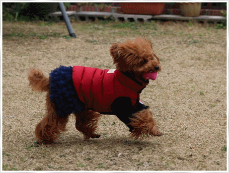 b0175688_22554967.gif