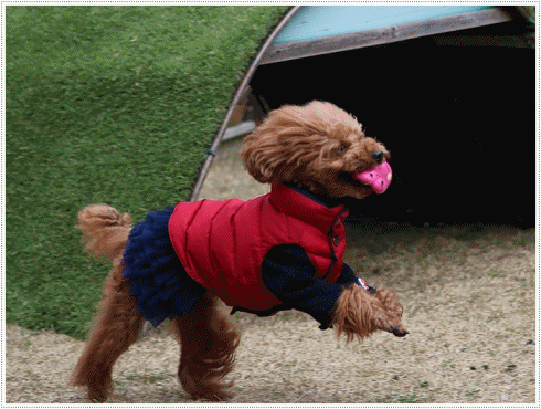 b0175688_23034330.gif