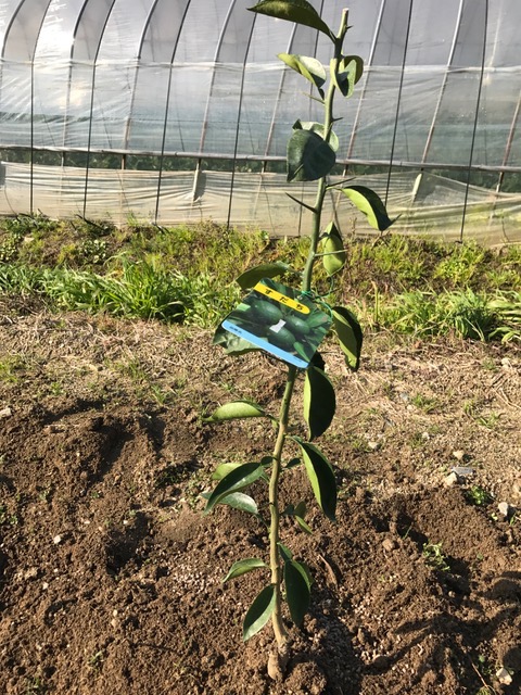 柑橘を植えました♪_f0232994_15311886.jpg