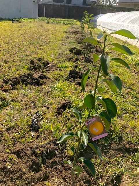柑橘を植えました♪_f0232994_15312894.jpg