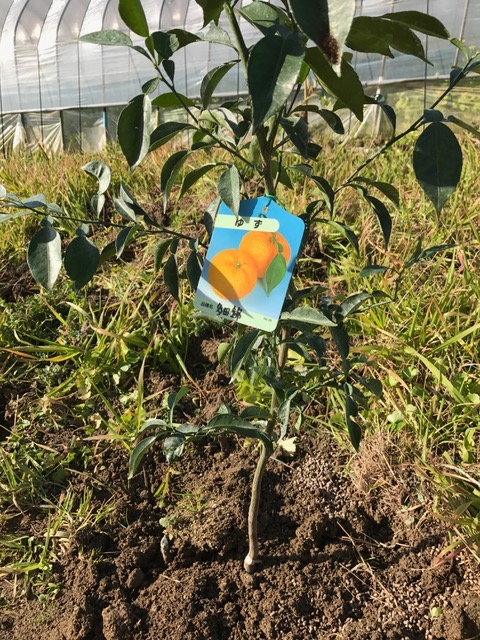 柑橘を植えました♪_f0232994_15313784.jpg