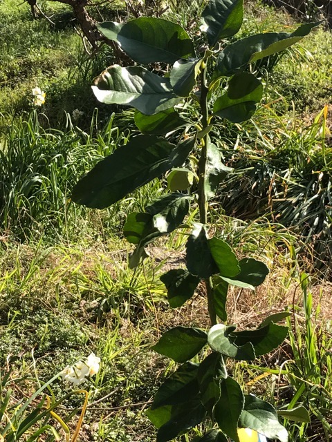 柑橘を植えました♪_f0232994_15315985.jpg