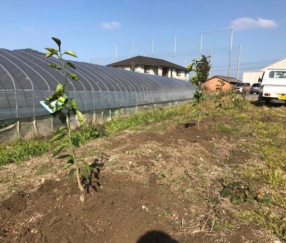 柑橘を植えました♪_f0232994_1531618.jpg
