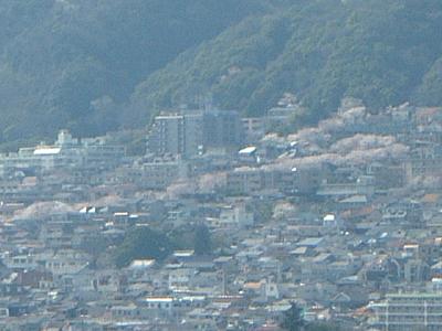 神戸にこんなものがある！　灘区摩耶ケーブル下の桜のトンネル_b0051598_20425998.jpg