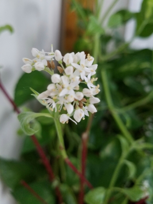 サンゴミズキの花が開花 うらさるーてのblog サンゴミズキの花が開花 うらさるーてのblog