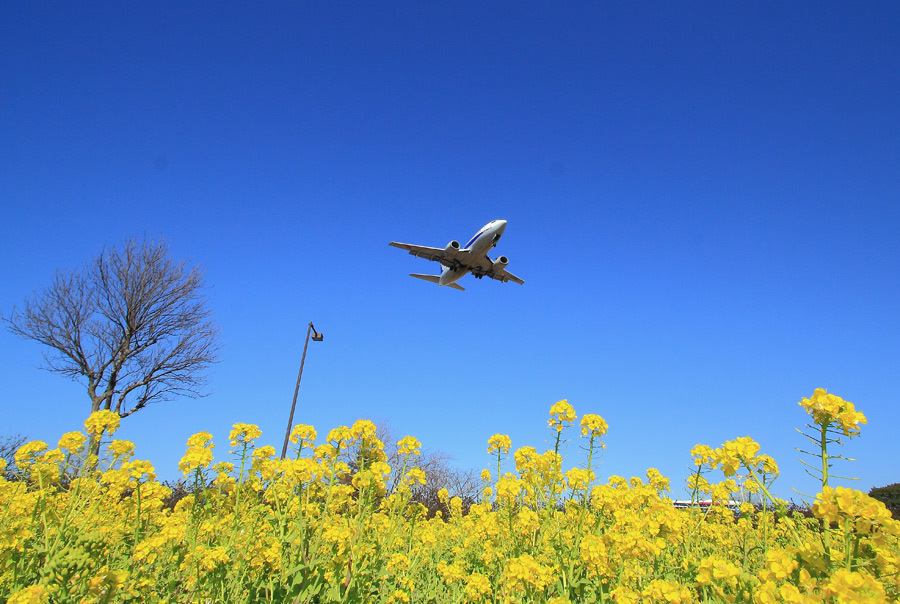 早春の福岡空港(動画あり)_e0093903_11461529.jpg