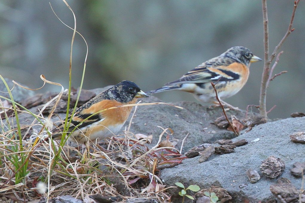 野鳥まばらな里山_a0354807_21001948.jpg