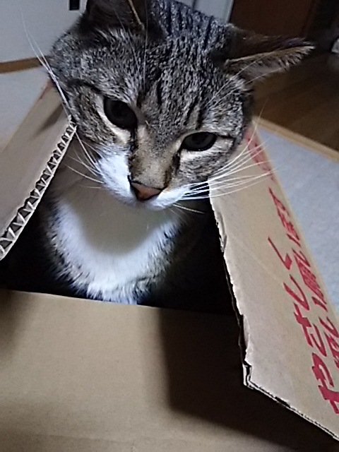 箱猫色々_f0316507_11571142.jpg