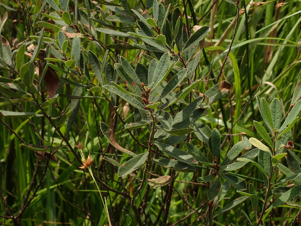 御池沼沢の植物_b0137208_21221137.jpg