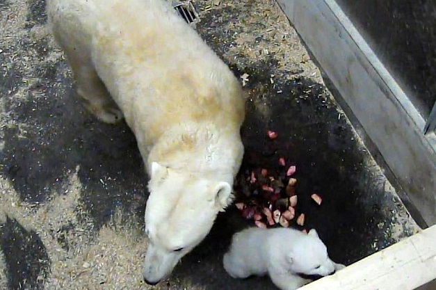 ドイツ・ミュンヘン、ヘラブルン動物園の雌（メス）の赤ちゃん、産室からの一歩を踏み出す_a0151913_21204490.jpg