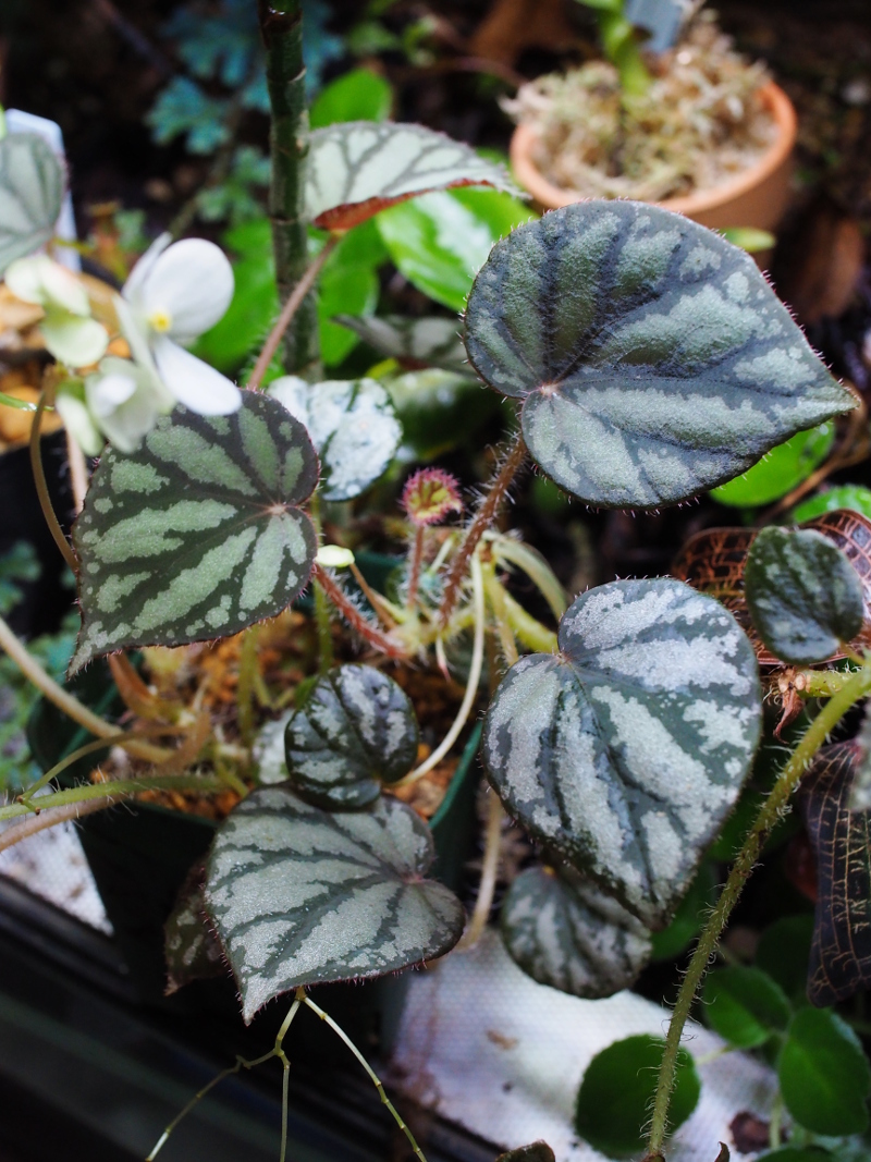 Begonia luochengensis ベゴニア・ルオチェンエンシス（A.K.Y 69