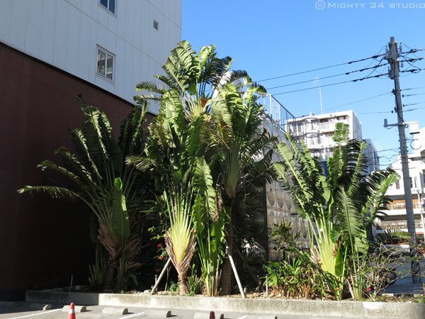 沖縄おもひで旅行〜植物編_f0006253_09423782.jpg