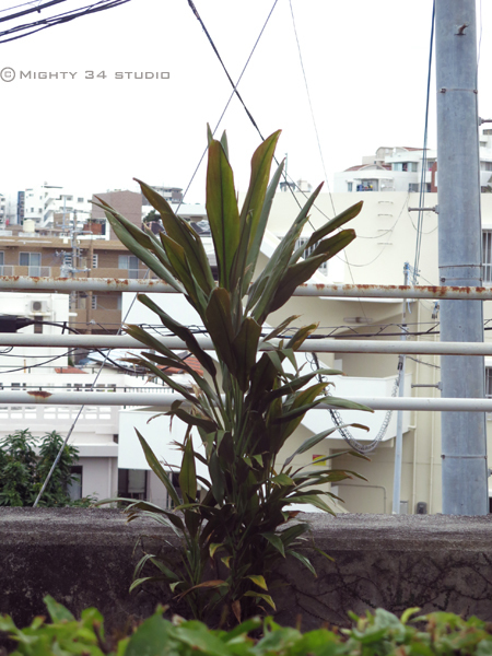 沖縄おもひで旅行〜植物編_f0006253_09430937.jpg