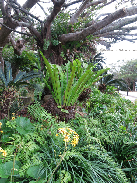 沖縄おもひで旅行〜植物編_f0006253_09433262.jpg