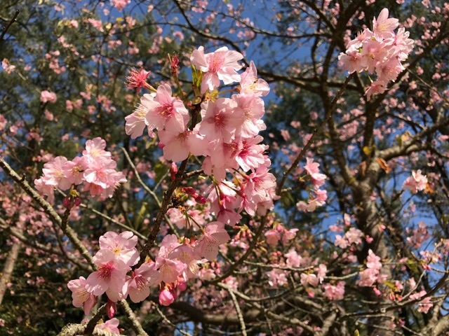 緋寒桜と伊豆の踊子の桜_d0156557_09260382.jpg