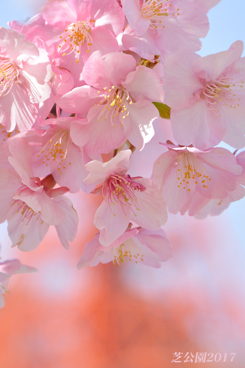 満開の桜 背景は これ！ - 写愛館