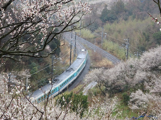 熊野古道　２月のご案内　岩代～千里海岸～三鍋へ_b0326483_23555580.jpg