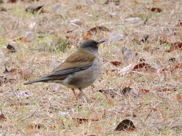 夢前川河川敷の野鳥_a0338484_16173001.jpg