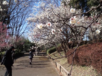 梅林へ　　~府中市郷土の森博物館~_b0207284_23354231.jpg