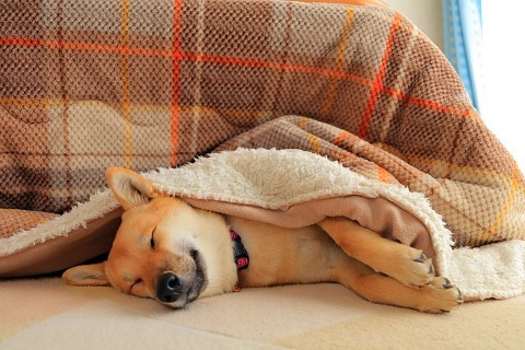 こたつ 結局ただの犬バカです