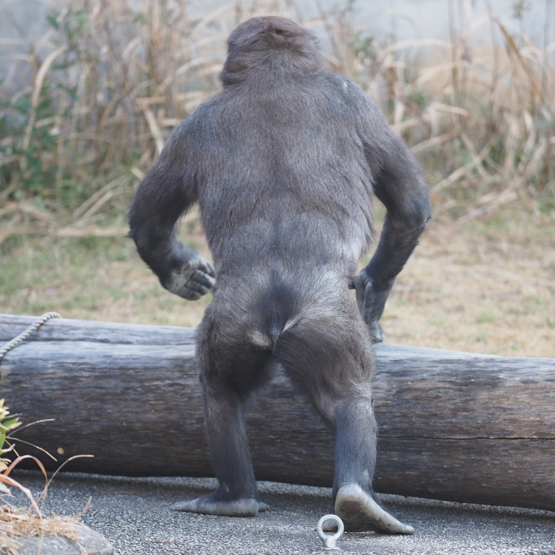 未来のシルバーバック対決 京都ゲンタロウvs東山キヨマサ : ヒトの