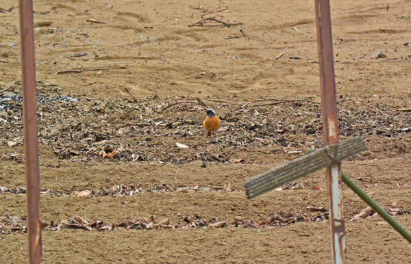 野火止のジョウビタキ Daurian redstart_f0206939_22070637.jpg