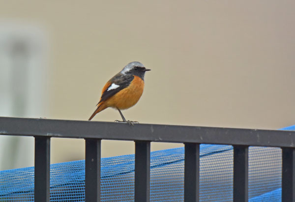 野火止のジョウビタキ Daurian redstart_f0206939_22072540.jpg