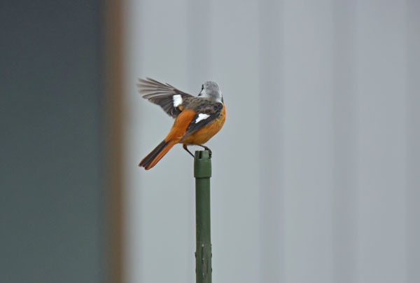 野火止のジョウビタキ Daurian redstart_f0206939_22073822.jpg