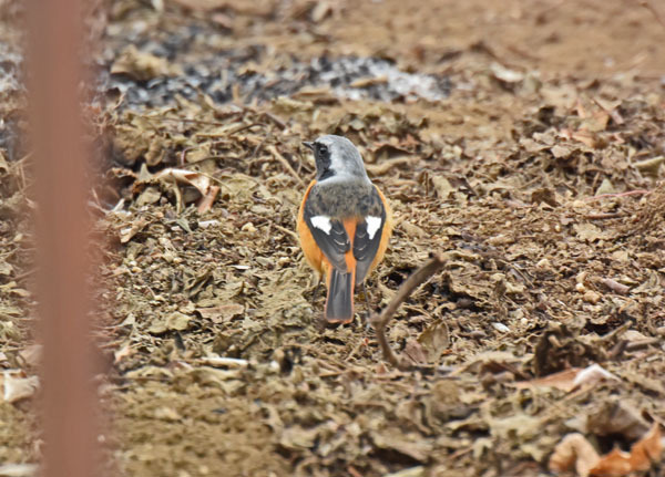 野火止のジョウビタキ Daurian redstart_f0206939_22075577.jpg