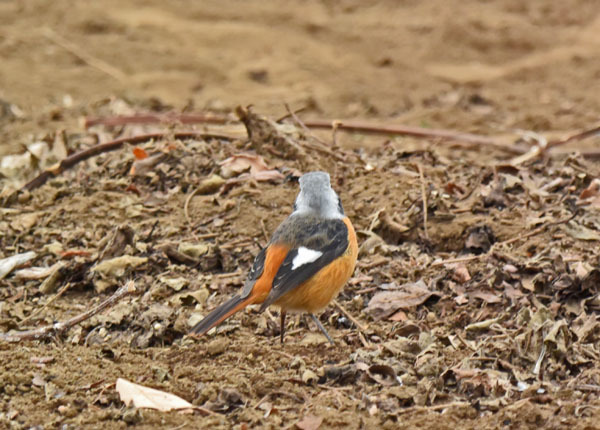 野火止のジョウビタキ Daurian redstart_f0206939_22080815.jpg