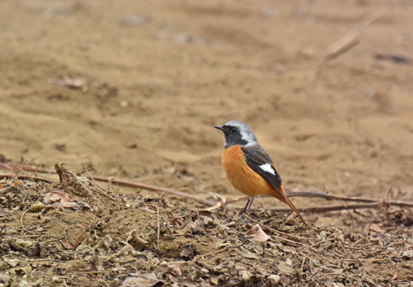 野火止のジョウビタキ Daurian redstart_f0206939_22082852.jpg