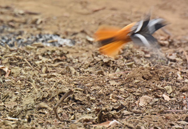 野火止のジョウビタキ Daurian redstart_f0206939_22084738.jpg