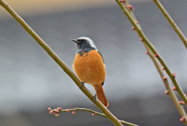 野火止のジョウビタキ Daurian redstart_f0206939_22090632.jpg