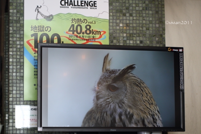 OWL(アウル) ~念願のランチ、そして立春朝搾りの日本酒~_e0227942_22212249.jpg
