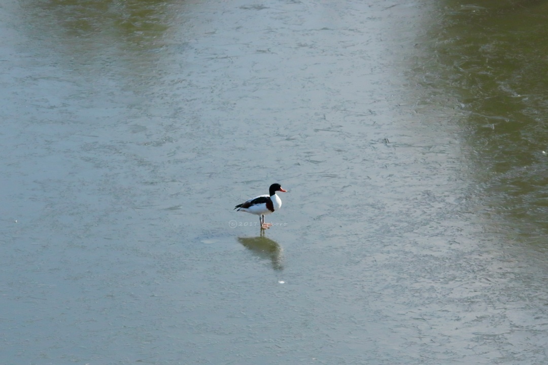 bird＊16  オオタカ幼鳥  ツクシ  トラ_e0365050_16474961.jpg