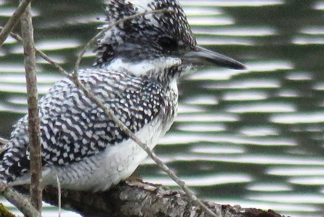 野鳥トレ６９　ヤマセミ＆トラツグミ_b0227552_14495714.jpg