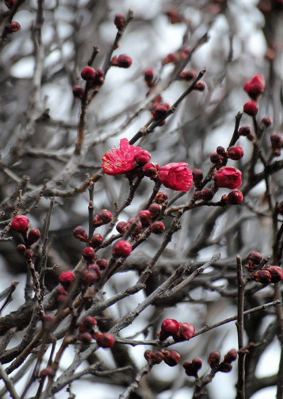 a0001354_22531926.gif