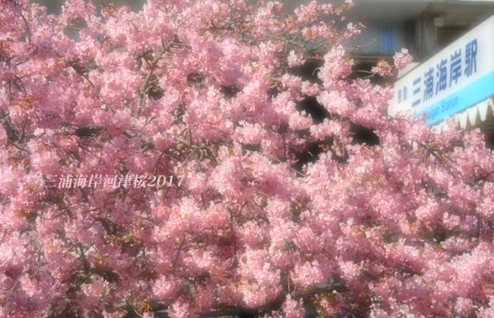 満開で迎える 三浦海岸桜まつり - 写愛館