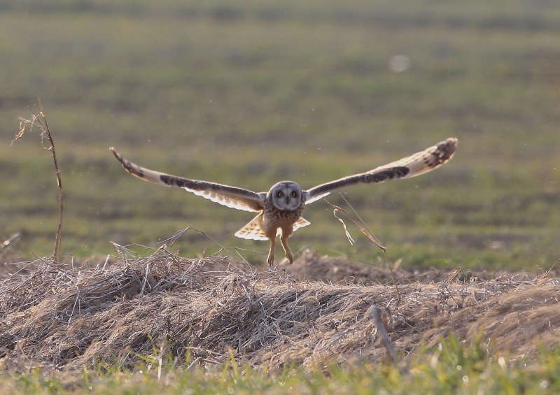 逆光でコミミズクの飛翔_e0330871_00232593.jpg