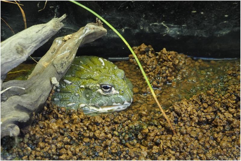 上野動物園／両生爬虫類館_a0079473_10490468.jpg