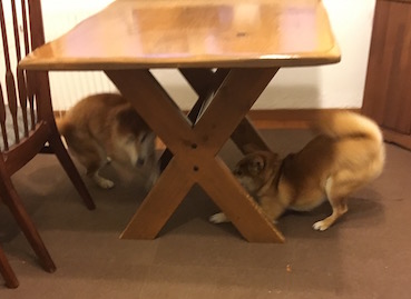 雨の日はムシャクシャ アトリエkotori のほほん柴犬日和 雨の日はムシャクシャ アトリエkotori のほほん柴犬日和