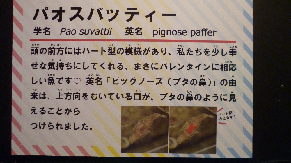 頭にハート印のある魚ー動画 ブログ 有楽 頭にハート印のある魚ー動画 ブログ 有楽