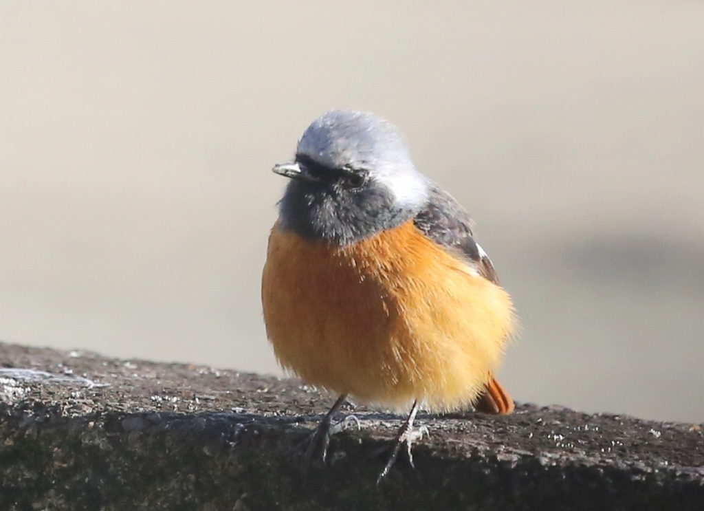 2017.02.09　ジョウビタキと今日のメジロ_f0140087_13301702.jpg