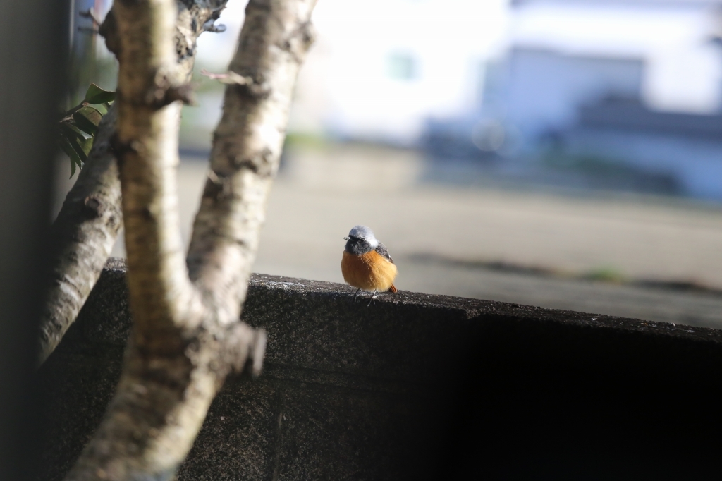 2017.02.09　ジョウビタキと今日のメジロ_f0140087_13303232.jpg