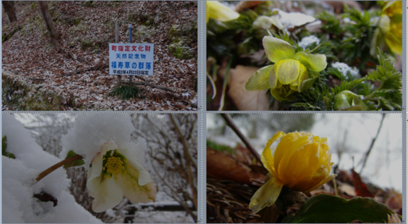 福寿草の里（高知県長岡郡大豊町）梅の花とひばり食堂…2017/2/10_f0231709_19463216.png