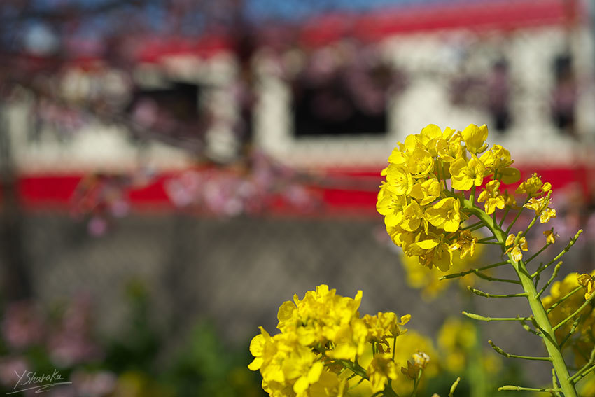 三浦海岸の河津桜　No1_f0344614_00094443.jpg