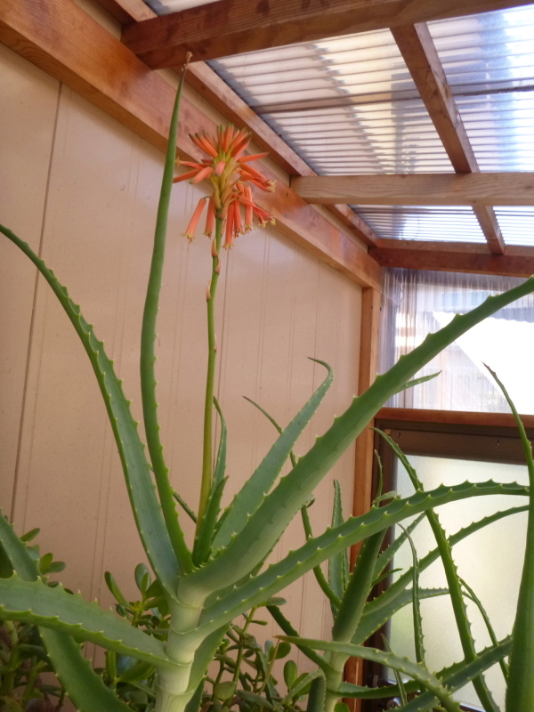 我が家の花 アロエの花が咲く 風の便り