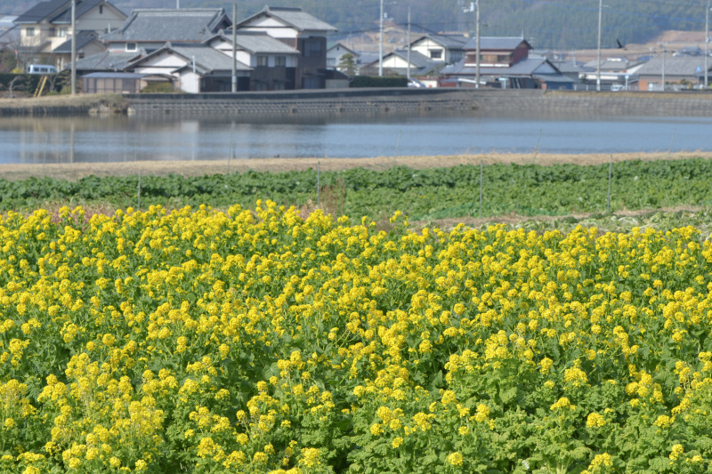 2月4日の 菜の花畑_d0246136_17193828.jpg